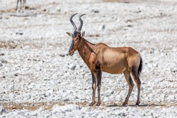 27.7. Olifantsbad - Hartebeest (Kuhantilope)