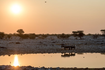 27.7. Okaukuejo Waterhole - 17:14 Uhr