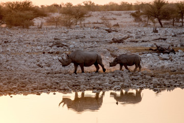 27.7. Okaukuejo Waterhole - 17:15 Uhr