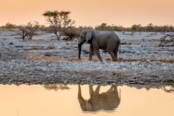 27.7. Okaukuejo Waterhole - 17:15 Uhr