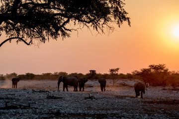 27.7. Okaukuejo Waterhole - 17:20 Uhr