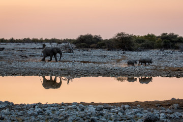 27.7. Okaukuejo Waterhole - Elefant jagt Nashörner (17:21 Uhr)