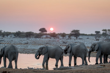27.7. Okaukuejo Waterhole - 17:31 Uhr