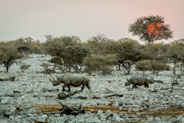 27.7. Okaukuejo Waterhole - 17:33 Uhr