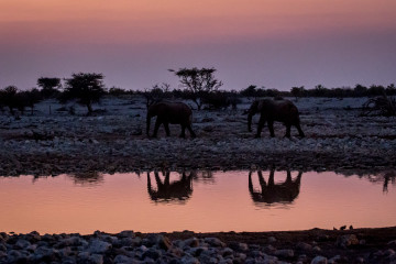 27.7. Okaukuejo Waterhole - 17:57 uhr