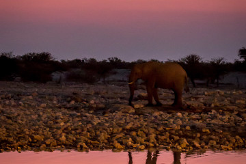 27.7. Okaukuejo Waterhole - 18:05 Uhr