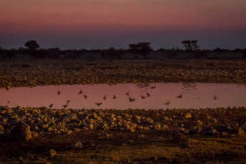 27.7. Okaukuejo Waterhole - 18:06 Uhr