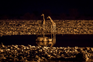 27.7. Okaukuejo Waterhole