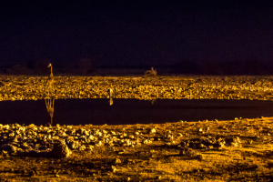 27.7. Okaukuejo Waterhole