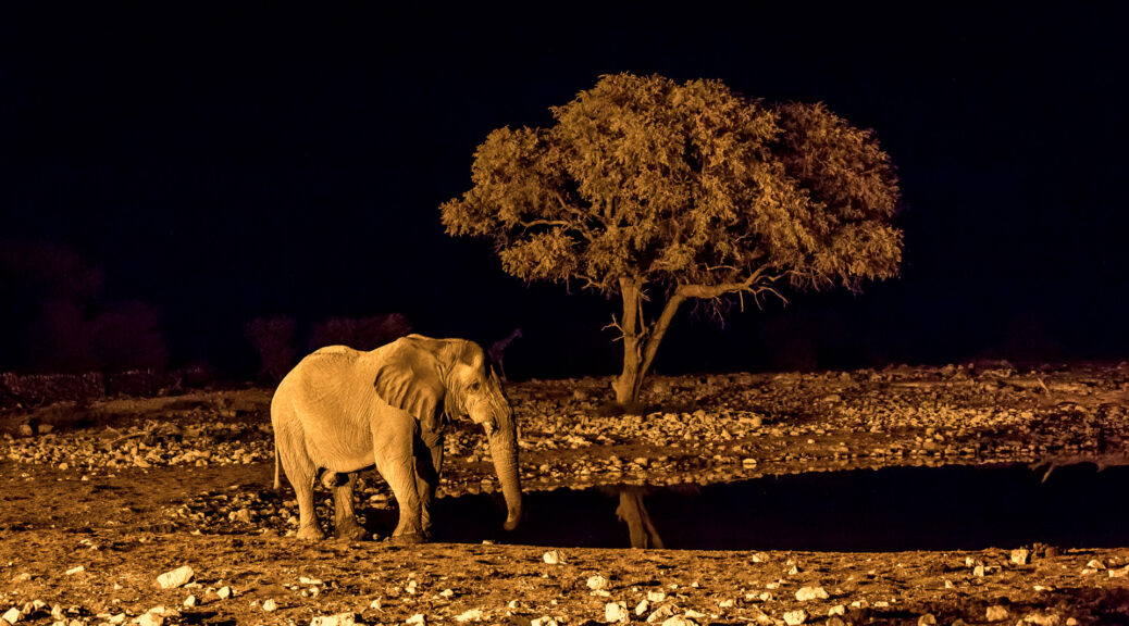 27.7. Okaukuejo Waterhole - ein Riese!