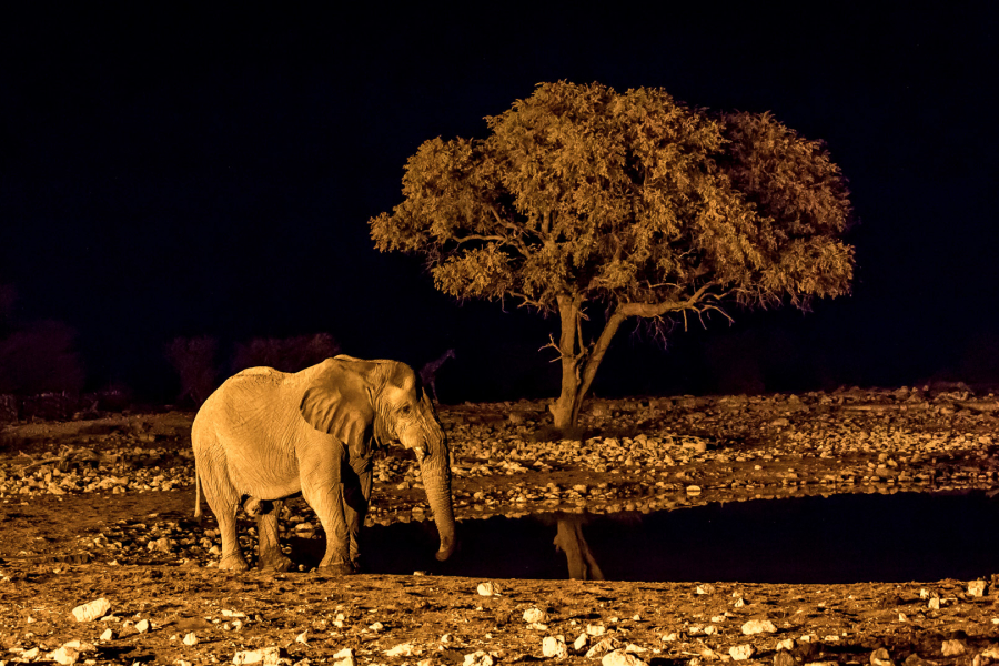 27.7. Okaukuejo Waterhole - ein Riese!