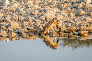 28.7. Okaukuejo Waterhole - Schakal