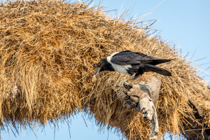 28.7. Okaukuejo Waterhole - Pied Crow (Schildrabe)