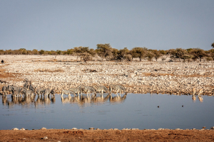 28.7. Okaukuejo Waterhole - Zebras und Springböcke