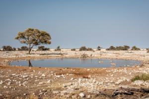 28.7. Okaukuejo Waterhole - Zebras und Springböcke
