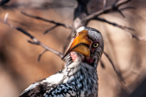 28.-30.7. Dolomite Lodge - Yellow-billed Hornbill