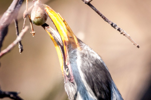 28.-30.7. Dolomite Lodge - Yellow Hornbill
