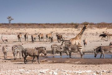 30.7. Renostervlei - Bergzebras