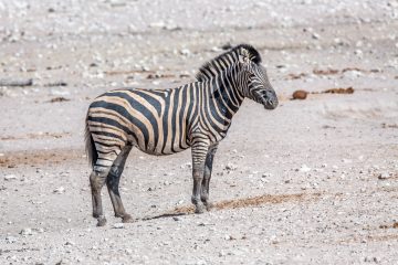 30.7. Renostervlei - Hartmann's Mountain Zebra