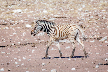 30.7. Renostervlei - Hartmann's Mountain Zebra