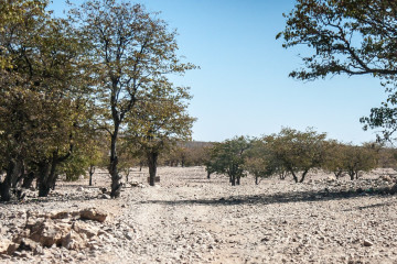 31.7. Trail zum Himba-Dorf