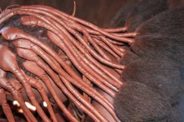 31.7. Himba-Dorf - auch für die Haare