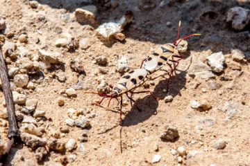 1.8. Petrified Forest - Welwetschia-Käfer