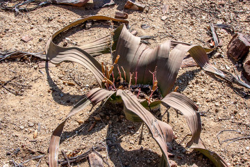 1.8. Petrified Forest - Welwetschia