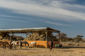 3.-8.8. Kambaku - Stables