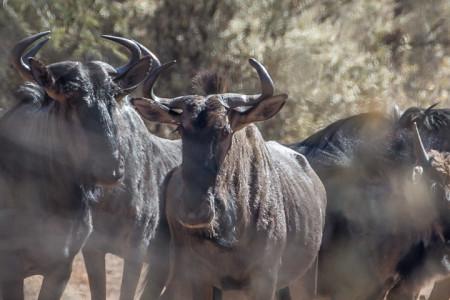 3.-8.8. Kambaku - Gnu-Herde