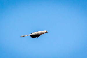 3.-8.8. Kambaku - Go-away-Bird