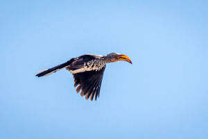 3.-8.8. Kambaku - Hornbill