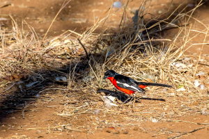 3.-8.8. Kambaku - Crimson-breasted Shrike