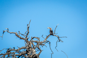 3.-8.8. Kambaku - Hornbill