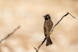 3.-8.8. Kambaku - Red-eyed Bulbul