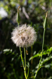 12.-14.7. Sinks Canyon SP - Pusteblume