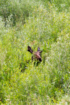 15./16.7. Meeteetse, Shoshone NF - unser erster Mouse