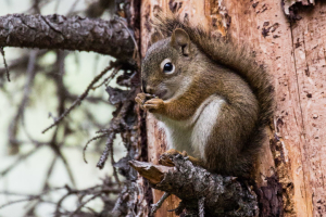 15./16.7. Meeteetse, Shoshone NF