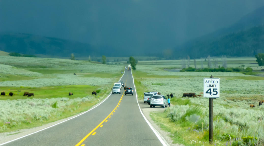 17.7. Lamar Valley - jede Menge Büffel