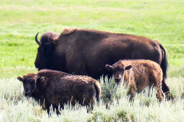 17.7. Lamar Valley - jede Menge Büffel