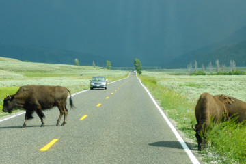 17.7. Lamar Valley - jede Menge Büffel