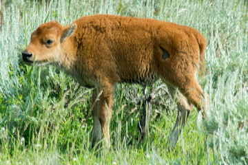 17.7. Lamar Valley - jede Menge Büffel