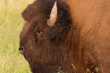 17.7. Lamar Valley - jede Menge Büffel