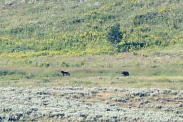 18.7. Lamar Valley - Grizzlies !