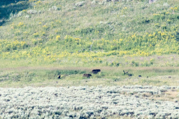 18.7. Lamar Valley - Grizzlies !