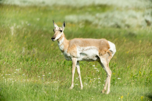 18.7. Lamar Valley - Pronghorns