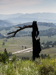 18.7. Lost Lake Trail - Burned Tree