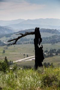 18.7. Lost Lake Trail - Burned Tree