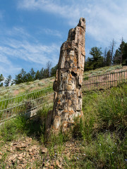 18.7. Lost Lake Trail - Petrified Tree