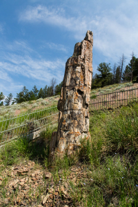 18.7. Lost Lake Trail - Petrified Tree